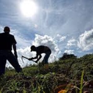 9 de septiembre: Día Mundial de la Agricultura