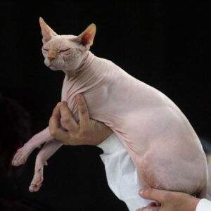 Asombroso: Mujer amamantó su gato a bordo del vuelo de Delta a Atlanta