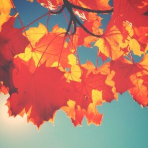 Hechos importantes de noviembre 2021