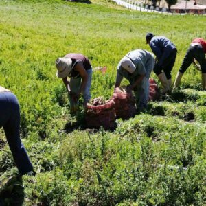 Productores piden al gobierno créditos agrícolas