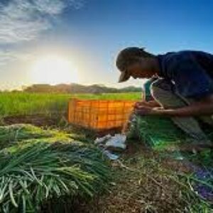 Peligran las cosechas: Agricultores de hortalizas de Aragua y Guárico alertan por la falta de agua en la zona
