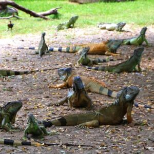 Insólito:Florida se prepara para un inusual fin de semana polar, puede haber “lluvia de iguanas”