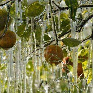 Inesperado invierno: El intenso frío y vientos afectan cosechas y lanzamiento espacial en Florida