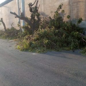 Concejo Municipal investigará la tala ilegal y poda de árboles en Maracaibo
