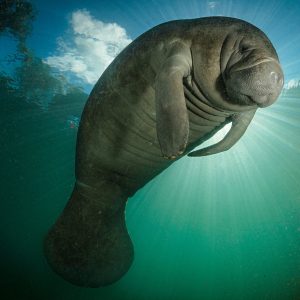 Zulia: Inolvidable presencia en el Lago de Maracaibo, Manatíes en apareamiento. Ver Vídeo