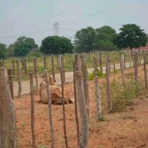 Regreso sangriento de Banda Los Meleán: Asesinaron a cuatro trabajadores de finca en La Cañada de Urdaneta