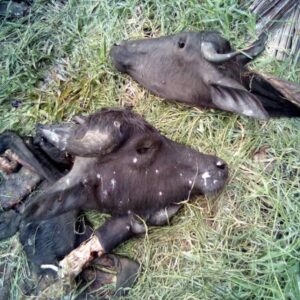 Terror en el campo: Roban 70 búfalos de una finca en San José municipio Machiques de Perijá Zulia
