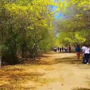 Desde este domingo comenzaron a florecer los curarires