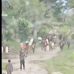 Sigue la inseguridad en el campo: En Zulia, Yukpas armados roban ganado de finca en Machiques de Perijá