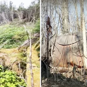 El sitio del accidente OVNI fue encontrado por un paseador de perros en medio de un bosque en Inglaterra
