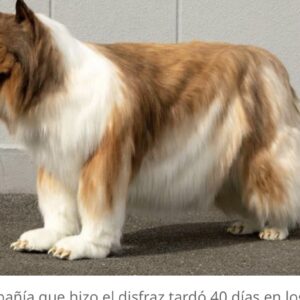 Asombroso un hombre ha gastado casi 70 millones de pesos para verse como un perro