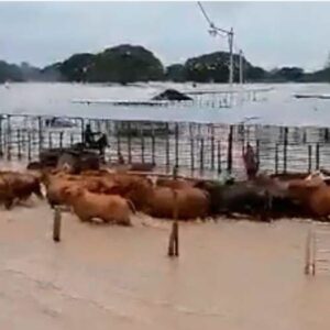 Alerta: Más de mil animales muertos en fincas productivas del Sur del Lago Estado Zulia