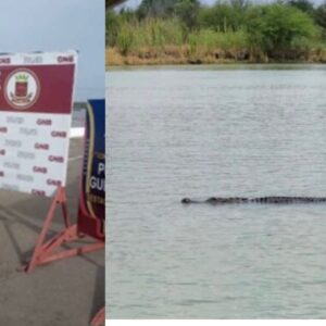 El Drama de los migrantes ilegales: De «Narcomula» en Colombia o de «bocadillo» para cocodrilos en el Rio Bravo en México