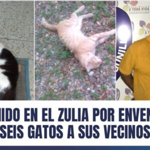 Zulia: Lo detienen por asesinar a seis gatos