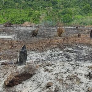 ¡Ecocidio en Falcón! Denuncian que grupos irregulares incendiaron el Fundo Barimisagua