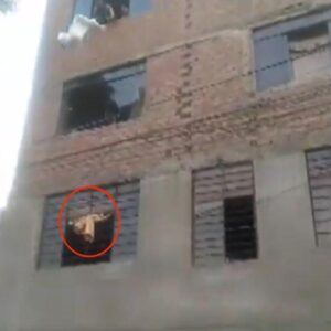 Asombroso: Niñera de Italia con trastorno mental tiró a un bebé por la ventana para que fuera libre