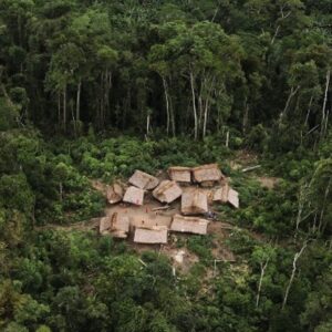 La columna de Oppenheimer: La destrucción del Amazonas alcanza un nuevo récord