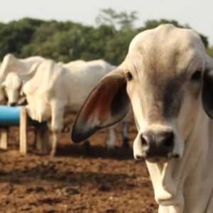 Concejo Municipal de Sucre-Zulia insta a expendedores de carne res a cumplir con las medidas sanitarias.