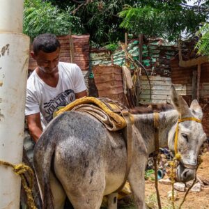La realidad es que Venezuela se mueve en burro: En Maracaibo proliferan burreros por crisis del transporte 
