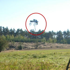 Fotos impresionantes de OVNI flotando sobre el bosque en Polonia, ex experto en fotografía de la RAF dice que son genuinos
