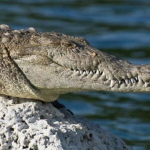 Sucedió en México: Cocodrilo mata a un hombre en una laguna y se pasea con su cadáver (+Vídeo fuerte)