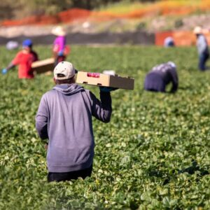ATENCIÓN Inmigrantes y refugiados podrían trabajar en áreas rurales de Estados Unidos: cómo acceder