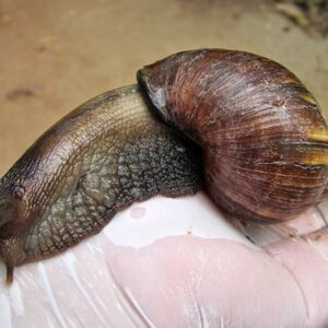 Tres niveles de gobierno y asociaciones de protección animal despliegan plan para erradicar Caracol Africano en el Zulia (Ver Vídeo)