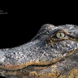 BRUTAL ENFRENTAMIENTO DE COCODRILOS en La Florida: Gana el que quede vivo Vea Opine
