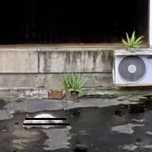 Espeluznante: Mató a la mascota de su vecino lanzándola desde lo alto de un edificio (+fotos)