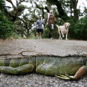 ¿Mueren las iguanas con el intenso frío? La respuesta a esta pregunta le sorprenderá