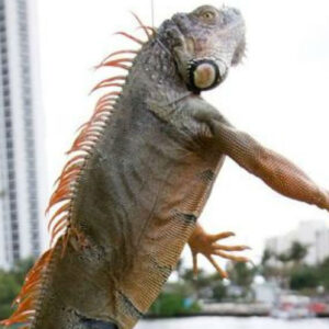 La Iguana acusada por Chavistas apareció en el Sur de la Florida y causó apagón de “gran escala”