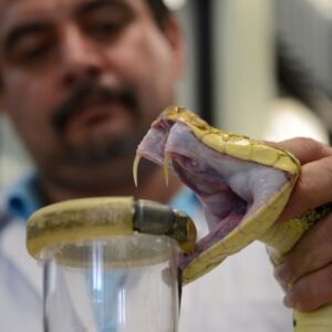 PELIGRO: Advierten crecimiento de cifras de envenenamiento por mordedura de serpiente en Venezuela