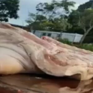 SE REPITE LA HISTORIA: Pernil en mal estado entregaron a trabajadores de PDVSA vea video