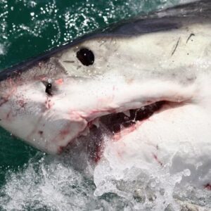 Europeo de vacaciones en Florida salió de la playa mordido por ‘tiburón de gran tamaño’