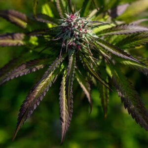 El negocio del Cannabis colombiano: cómo convertir un sueño imposible en una empresa rentable