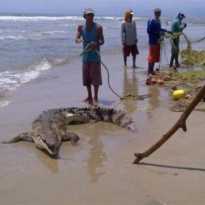 PELIGRO: Hay cocodrilos en las playas del Estado Falcón