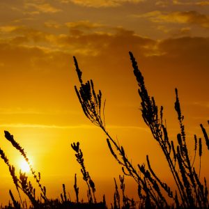Sombras en la puesta de sol: La inexorable caída del régimen venezolano Por José Gabriel Carrasco Ramírez