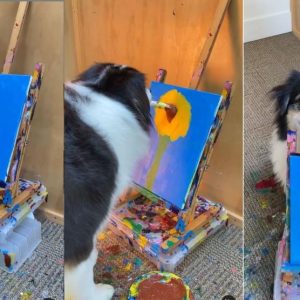 El perro que arrasa en Instagram pintando cuadros (+Video)