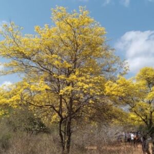 Corzutur desplegó visitas en el Jardín Botánico para apreciar florecimiento de los curarires
