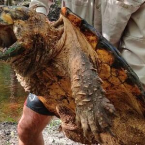 SORPRENDENTE hallazgo desconcierta a Florida: Tortugas mordedoras de caimanes ver vídeo