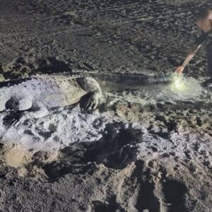 TERROR EN UNA PLAYA DE FLORIDA Por la presencia de un descomunal