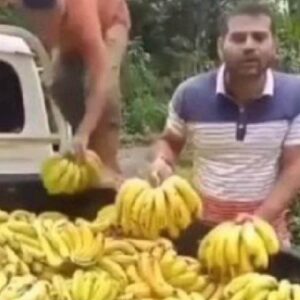 Ministerio Público investigará a productor que se viralizó por botar cambures ante la escasez de combustible para poderlos distribuir