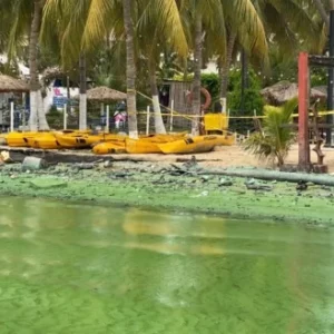 #ZULIA Una bacteria verde, petróleo, desechos y cloacas “colonizan” el Lago de Maracaibo