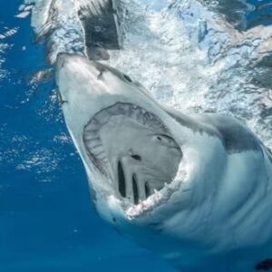 #PELIGRO En las playas de Florida: Enormes tiburones merodean las playas