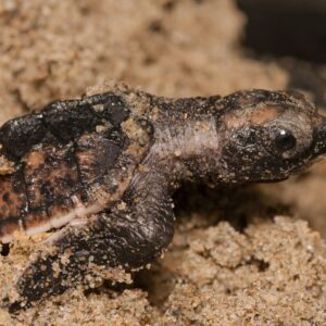 Bancamiga se une a los esfuerzos de conservación de las tortugas marinas en Paria
