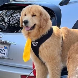 AUNQUE USTED NO LO CREA: Un perro es «Alcalde» en este pueblo «No me lo tomé a broma», afirma el propietario.