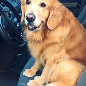 #INSOLITO AUNQUE USTED NO LO CREA: Un perro “fue detenido por conducir con exceso de velocidad” tras ser grabado por cámaras de seguridad