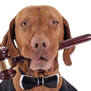 SIGUEN LAS MASCOTAS EN TENDENCIA Colombia: Juzgado acepta a un perro como miembro de una familia