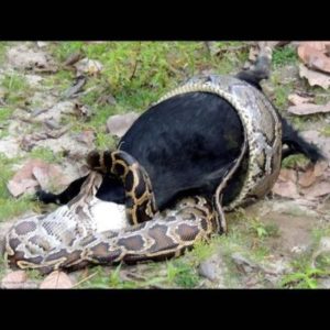 #ASOMBROSA La monstruosa pitón se da un atracón con una cabra de 40 kilos y queda K.O.