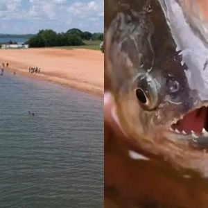 #GRAVE Cientos de pirañas siembran el terror en una playa de Brasil